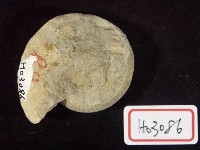 藏品(菊石化石)的圖片